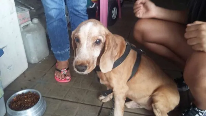 Cachorro ra a Cocker idade 6 ou mais anos nome Bamby
