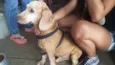 Bamby