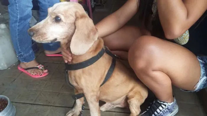 Cachorro ra a Cocker idade 6 ou mais anos nome Bamby