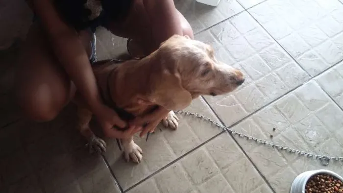 Cachorro ra a Cocker idade 6 ou mais anos nome Bamby