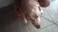 Bamby