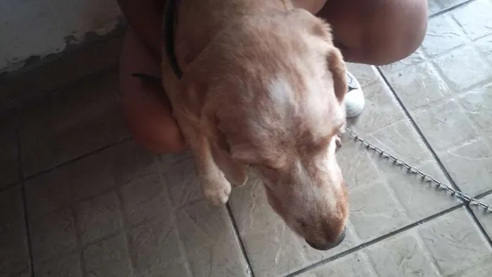 Cachorro ra a Cocker idade 6 ou mais anos nome Bamby
