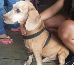 Cachorro raça Cocker idade 6 ou mais anos nome Bamby