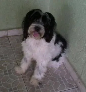 Cachorro raça não sei idade 2 anos nome Mike
