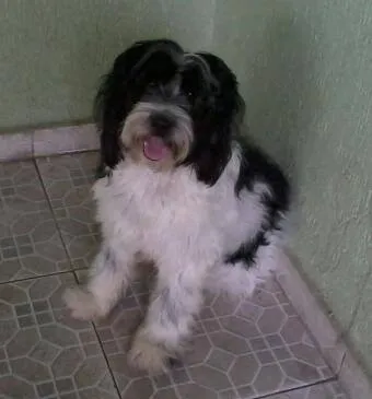 Cachorro ra a não sei idade 2 anos nome Mike