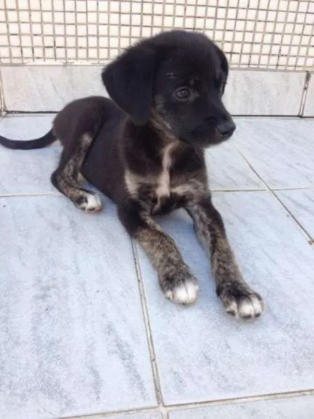 Cachorro ra a SRD idade 2 a 6 meses nome LOLLA E CHLOE