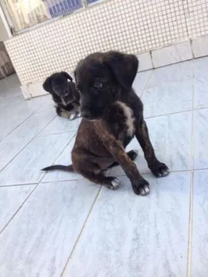 Cachorro raça SRD idade 2 a 6 meses nome LOLLA E CHLOE