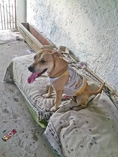 Cachorro ra a Labrador misturado idade 7 a 11 meses nome Miguel