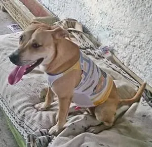 Cachorro raça Labrador misturado idade 7 a 11 meses nome Miguel