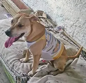 Cachorro ra a Labrador misturado idade 7 a 11 meses nome Miguel