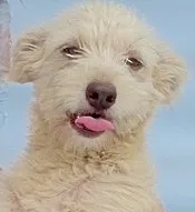 Cachorro ra a  idade 1 ano nome FUBÁ PEQUENINO