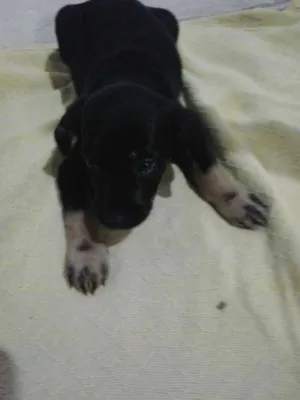 Cachorro raça srd idade Abaixo de 2 meses nome Docinho
