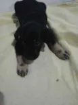 Docinho