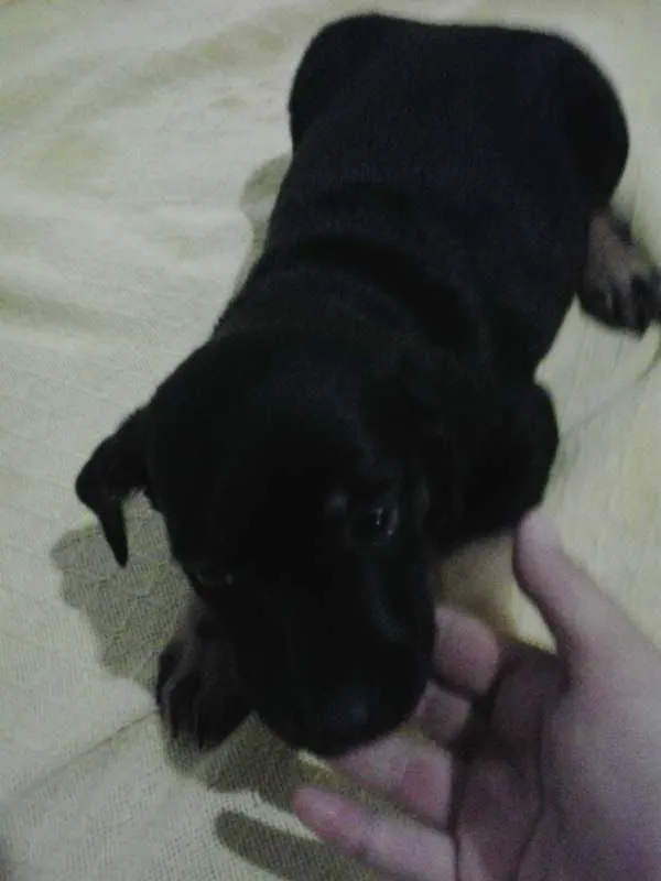 Cachorro ra a srd idade Abaixo de 2 meses nome Docinho