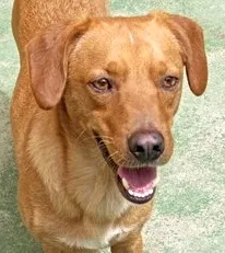 Cachorro ra a  idade 2 anos nome JUCA