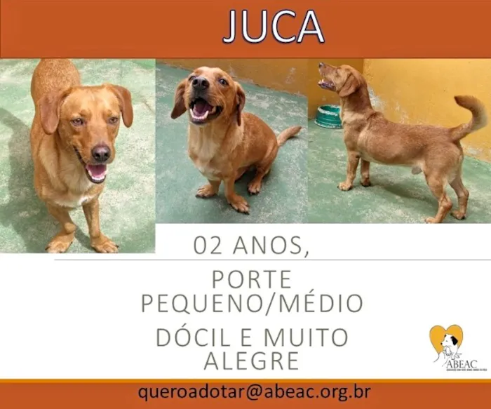 Cachorro ra a  idade 2 anos nome JUCA