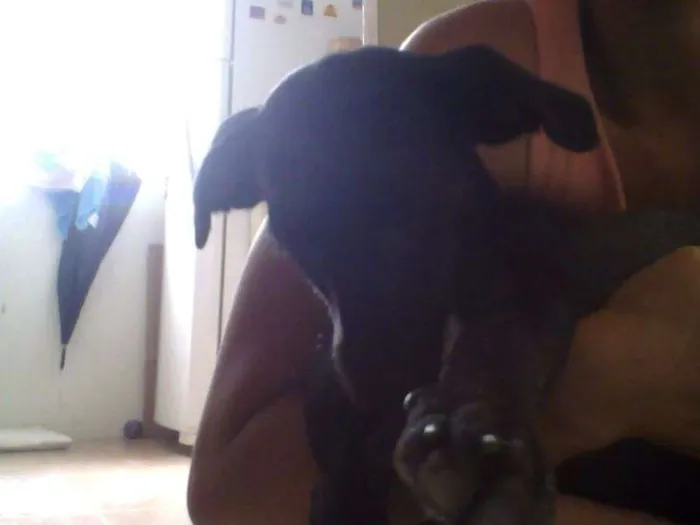 Cachorro ra a não tem idade 2 a 6 meses nome Naná