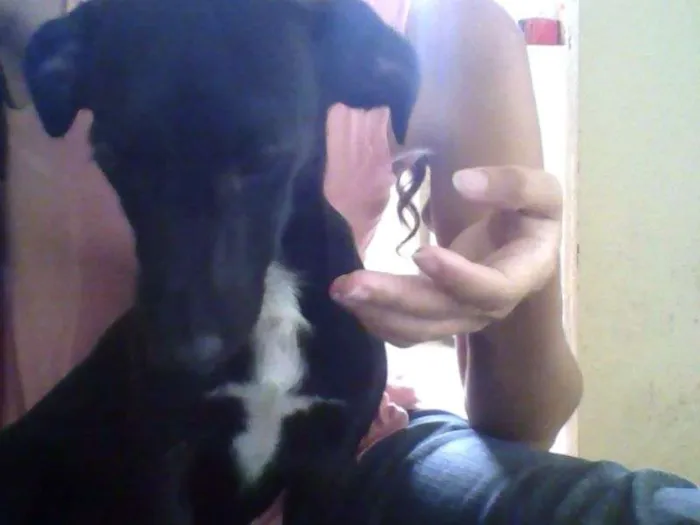 Cachorro ra a não tem idade 2 a 6 meses nome Naná