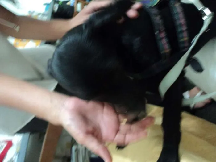 Cachorro ra a não tem idade 2 a 6 meses nome Naná