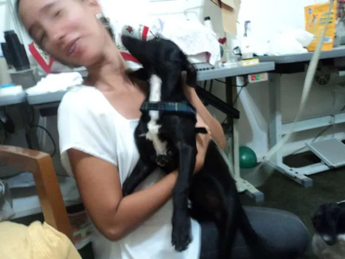 Cachorro ra a não tem idade 2 a 6 meses nome Naná