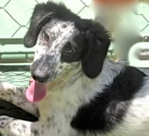 Cachorro raça  idade 2 a 6 meses nome YAGO FILHOTE