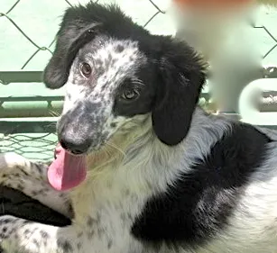Cachorro ra a  idade 2 a 6 meses nome YAGO FILHOTE