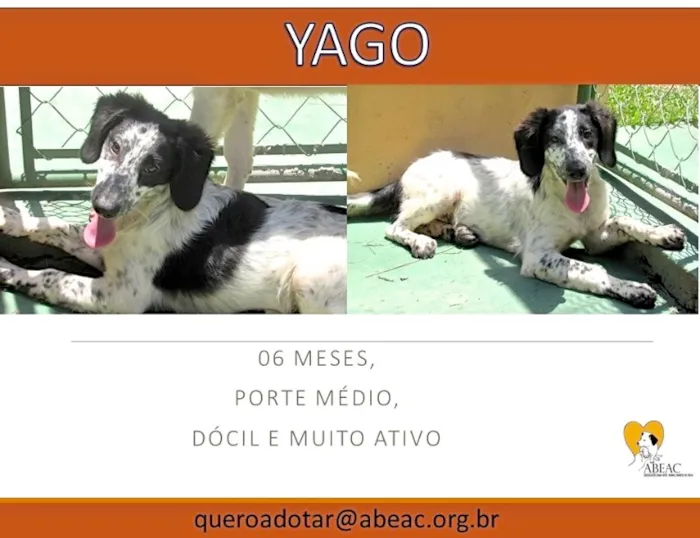 Cachorro ra a  idade 2 a 6 meses nome YAGO FILHOTE