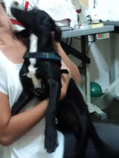 Cachorro ra a não tem idade 2 a 6 meses nome Naná