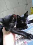 pretinho