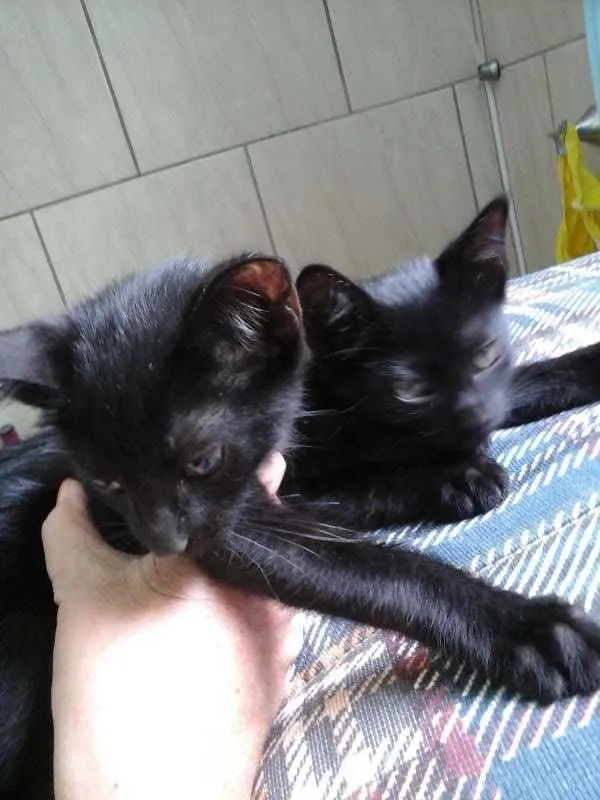 Gato ra a comum idade Abaixo de 2 meses nome pretinho