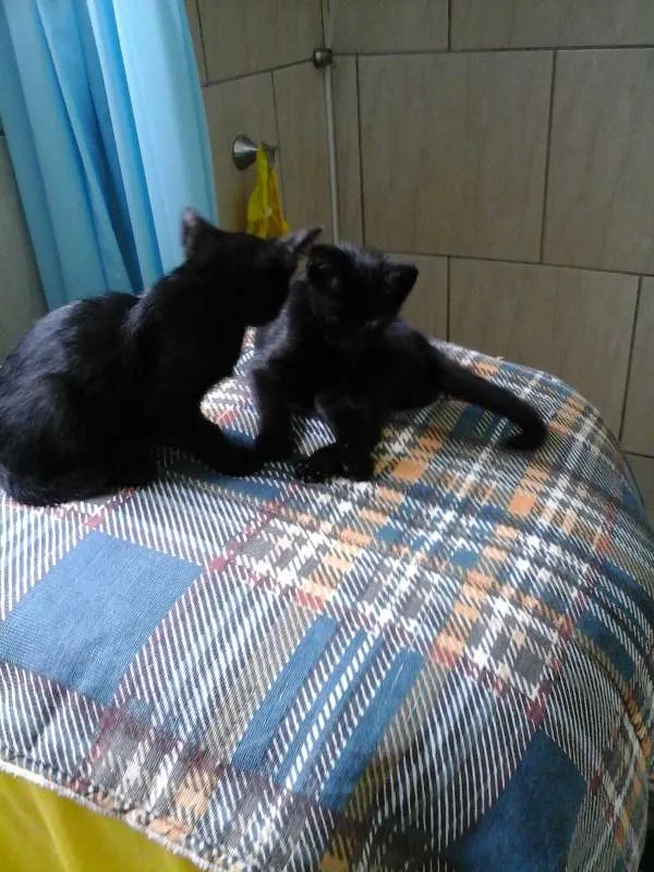 Gato ra a comum idade Abaixo de 2 meses nome pretinho