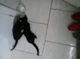 pretinho