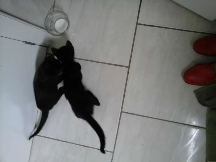 Gato ra a comum idade Abaixo de 2 meses nome pretinho