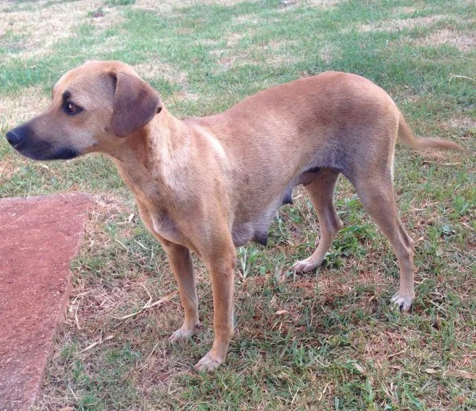 Cachorro ra a Vira lata idade 1 ano nome Pantera e outros