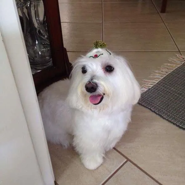 Cachorro ra a Maltês idade 1 ano nome cloe GRATIFICA