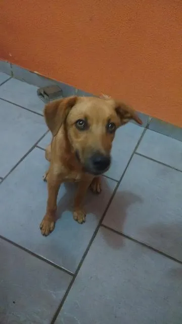 Cachorro ra a Vira lata idade 7 a 11 meses nome Nino