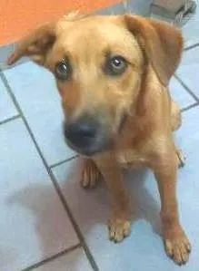 Cachorro ra a Vira lata idade 7 a 11 meses nome Nino