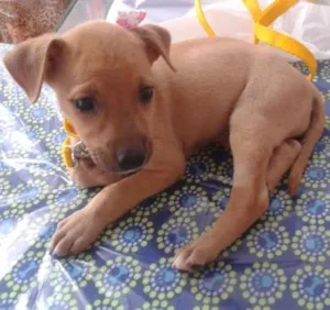 Cachorro raça sem raça definida idade Abaixo de 2 meses nome mafalda