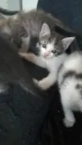 gatinhos com 1 mes 