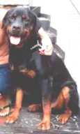 Negão