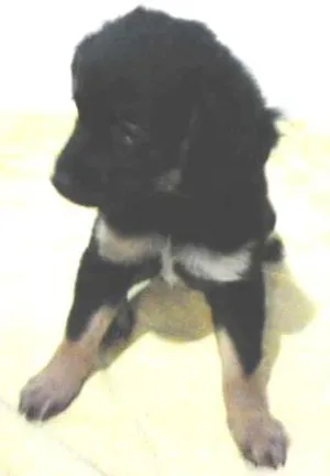 Cachorro raça SRD idade Abaixo de 2 meses nome s/nome