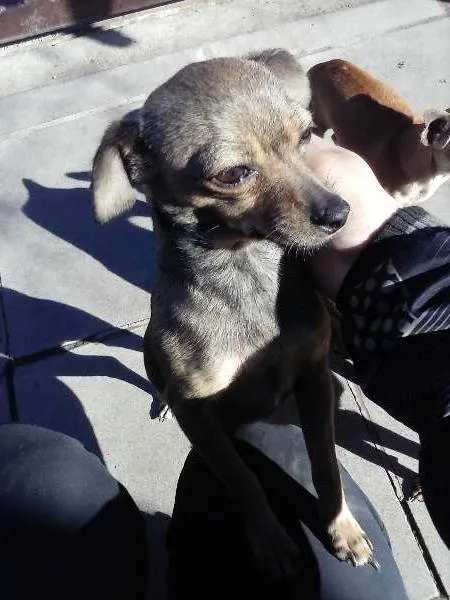 Cachorro ra a Pinscher idade 5 anos nome Lilica