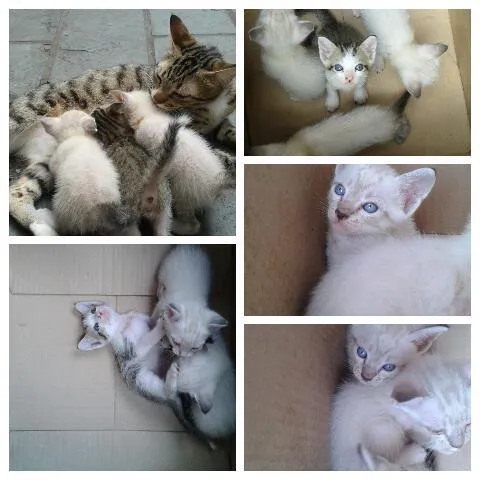 Gato raça  idade 2 a 6 meses nome gatinhos