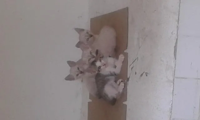 Gato raça  idade 2 a 6 meses nome gatinhos