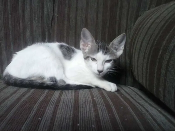 Gato raça  idade 2 a 6 meses nome XICA