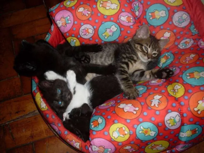 Gato ra a SRD idade Abaixo de 2 meses nome ROMEU PÉROLA RUBI