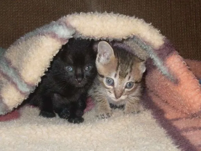 Gato ra a SRD idade Abaixo de 2 meses nome ROMEU PÉROLA RUBI
