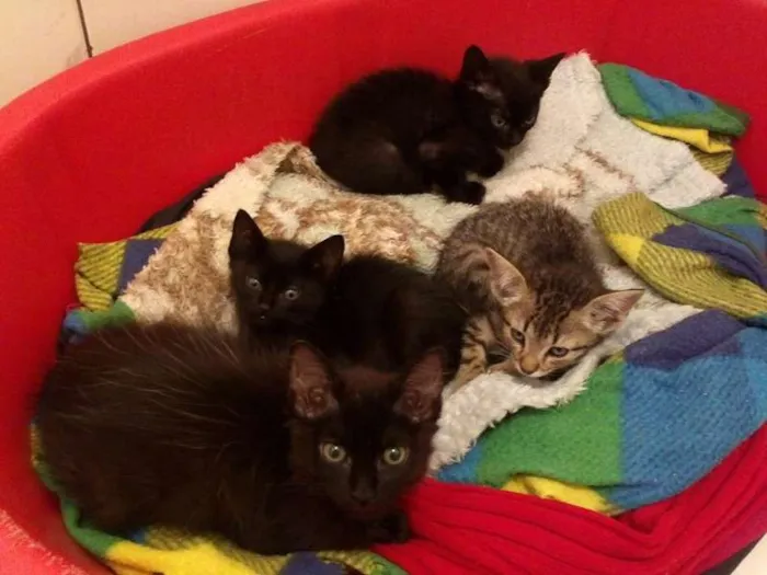 Gato ra a SRD idade Abaixo de 2 meses nome ROMEU PÉROLA RUBI