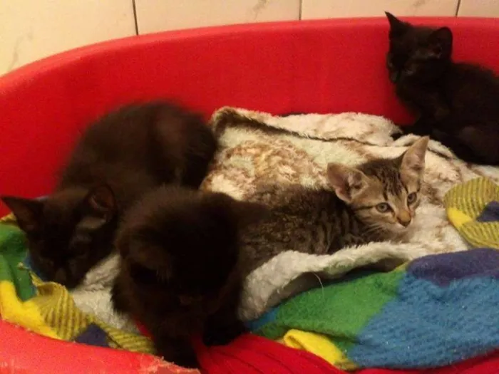 Gato ra a SRD idade Abaixo de 2 meses nome ROMEU PÉROLA RUBI