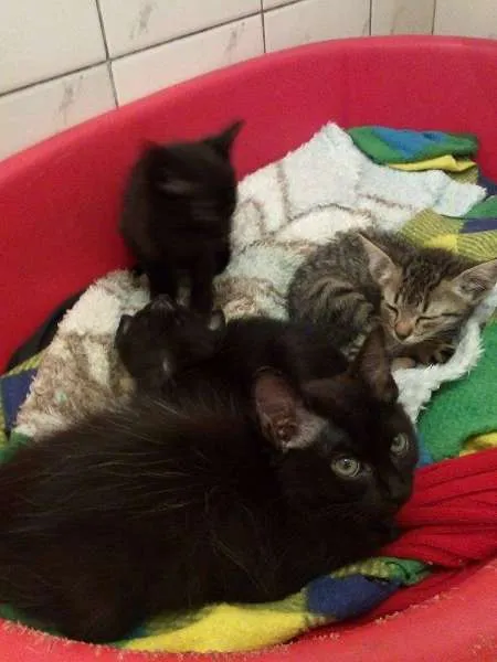 Gato ra a SRD idade Abaixo de 2 meses nome ROMEU PÉROLA RUBI